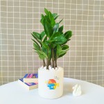 Cây Kim Tiền Để Bàn