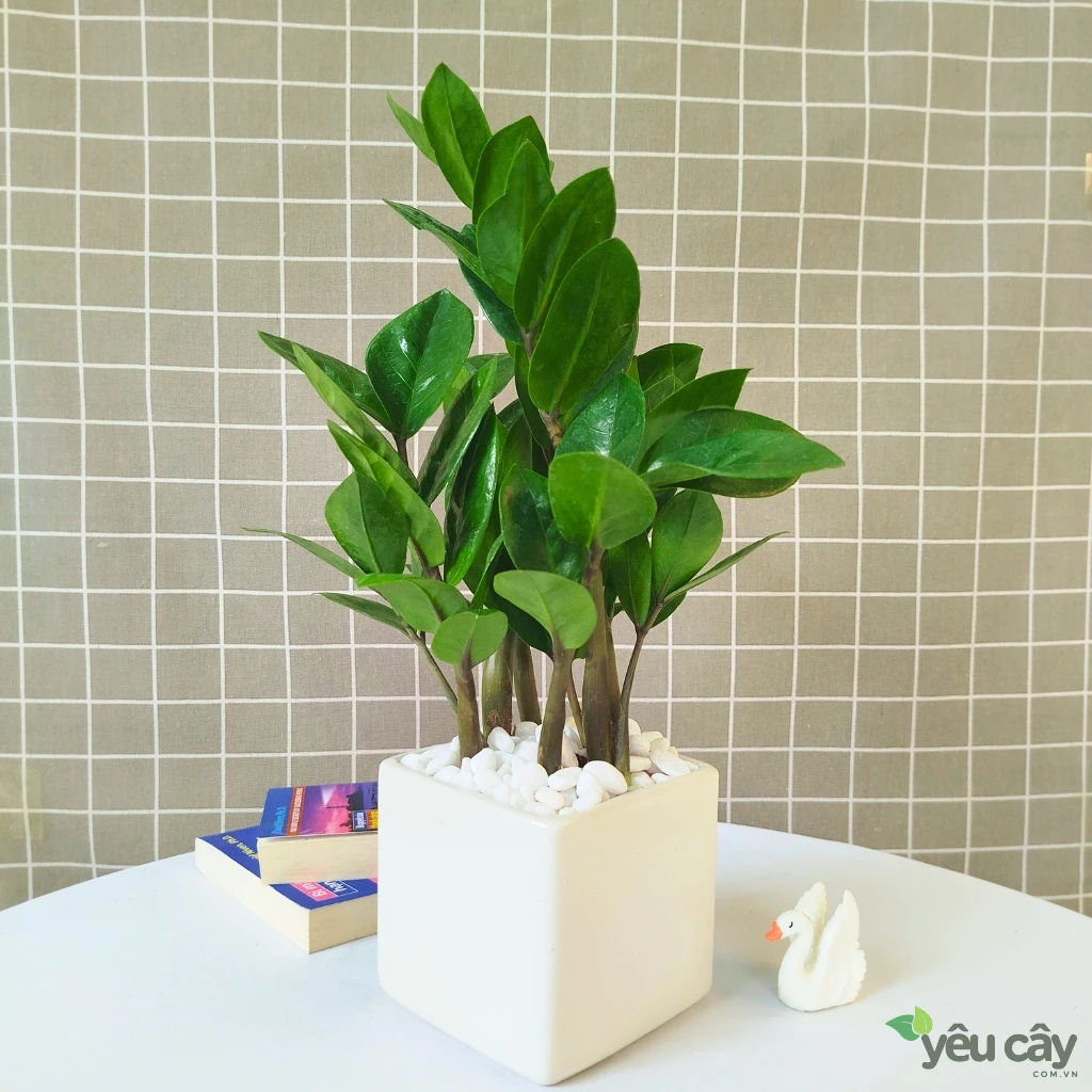 Cây Kim Tiền Để Bàn