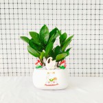 Cây Kim Tiền Để Bàn