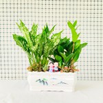 Cây Kim Tiền Để Bàn