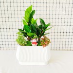 Cây Kim Tiền Để Bàn