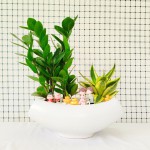 Cây Kim Tiền Để Bàn