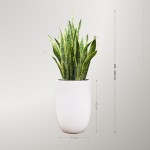 Cây Lưỡi Hổ Vàng To Để Sàn