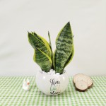 Cây Lưỡi Hổ Để Bàn