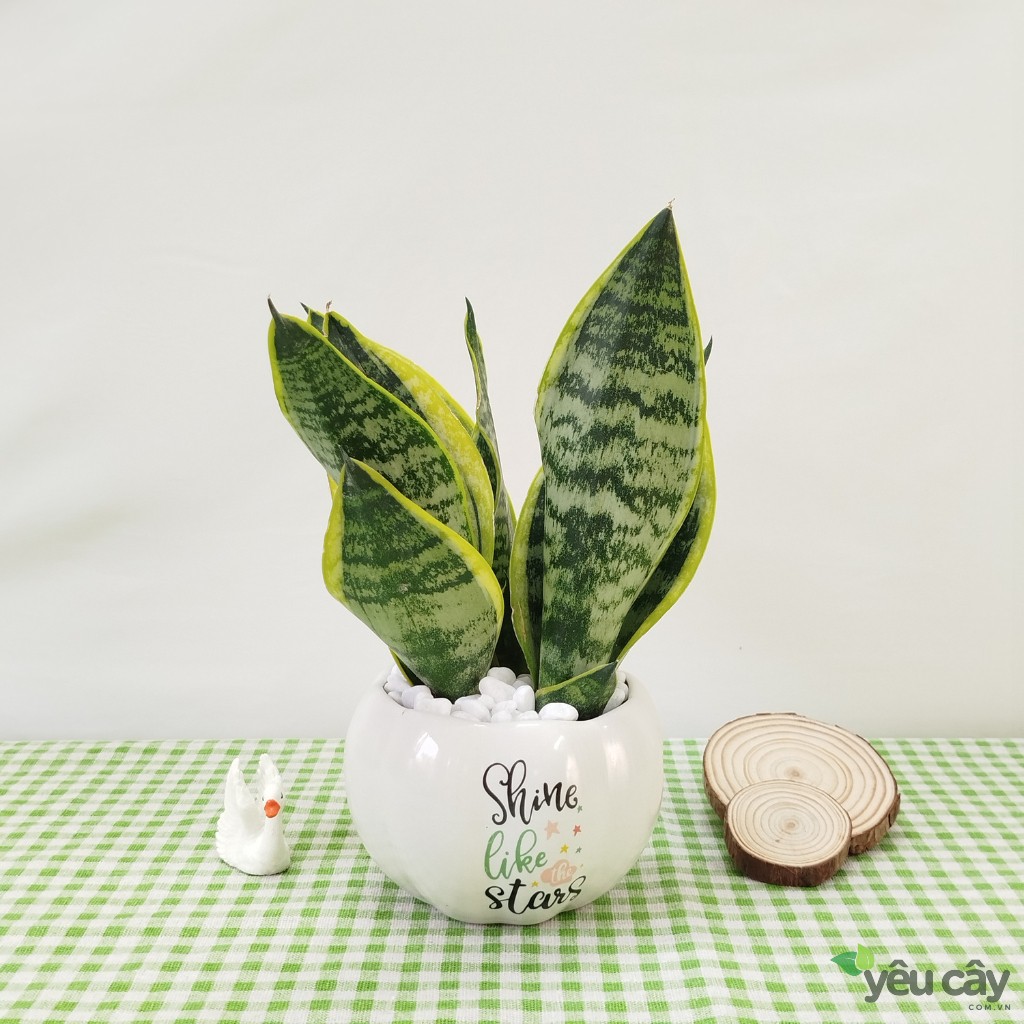 Cây Lưỡi Hổ Để Bàn