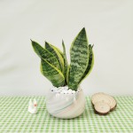 Cây Lưỡi Hổ Để Bàn