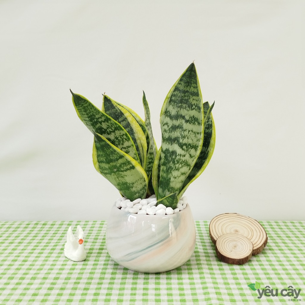 Cây Lưỡi Hổ Để Bàn