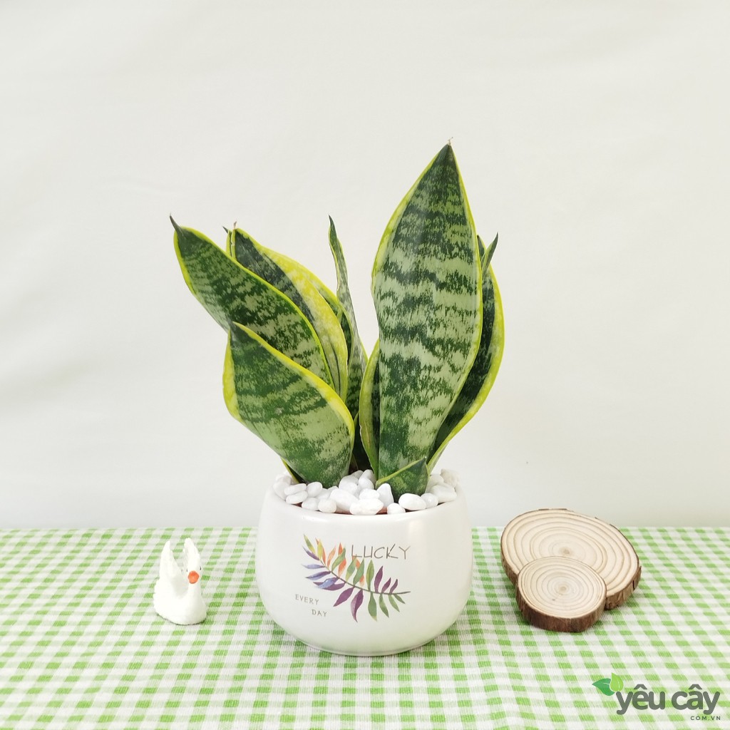 Cây Lưỡi Hổ Để Bàn