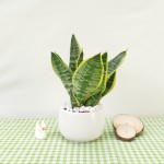 Cây Lưỡi Hổ Để Bàn