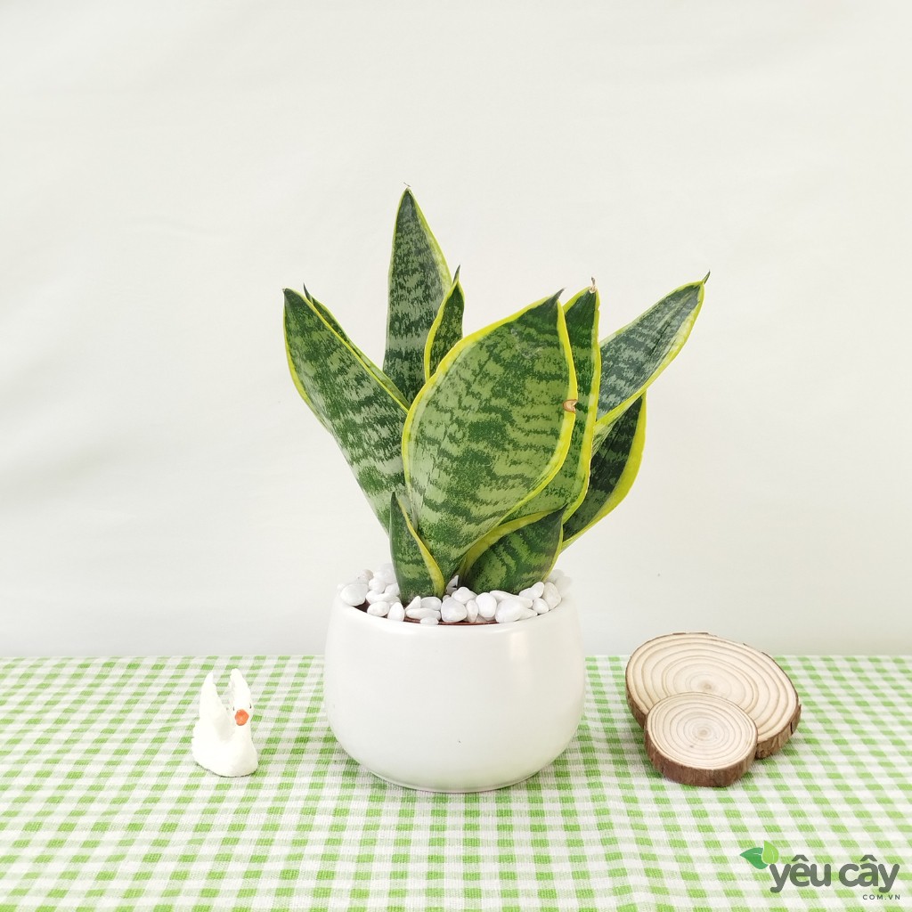 Cây Lưỡi Hổ Để Bàn