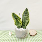 Cây Lưỡi Hổ Để Bàn