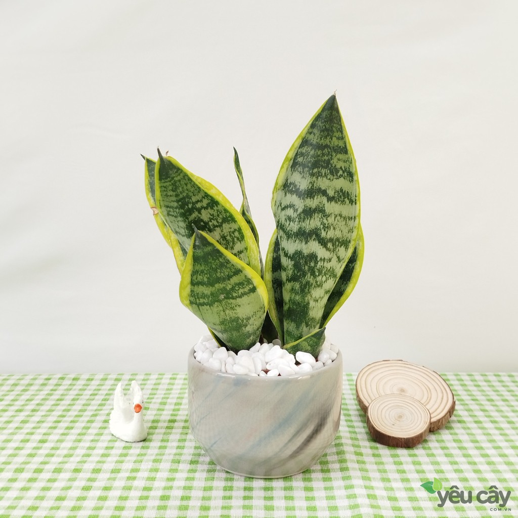 Cây Lưỡi Hổ Để Bàn