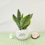 Cây Lưỡi Hổ Để Bàn