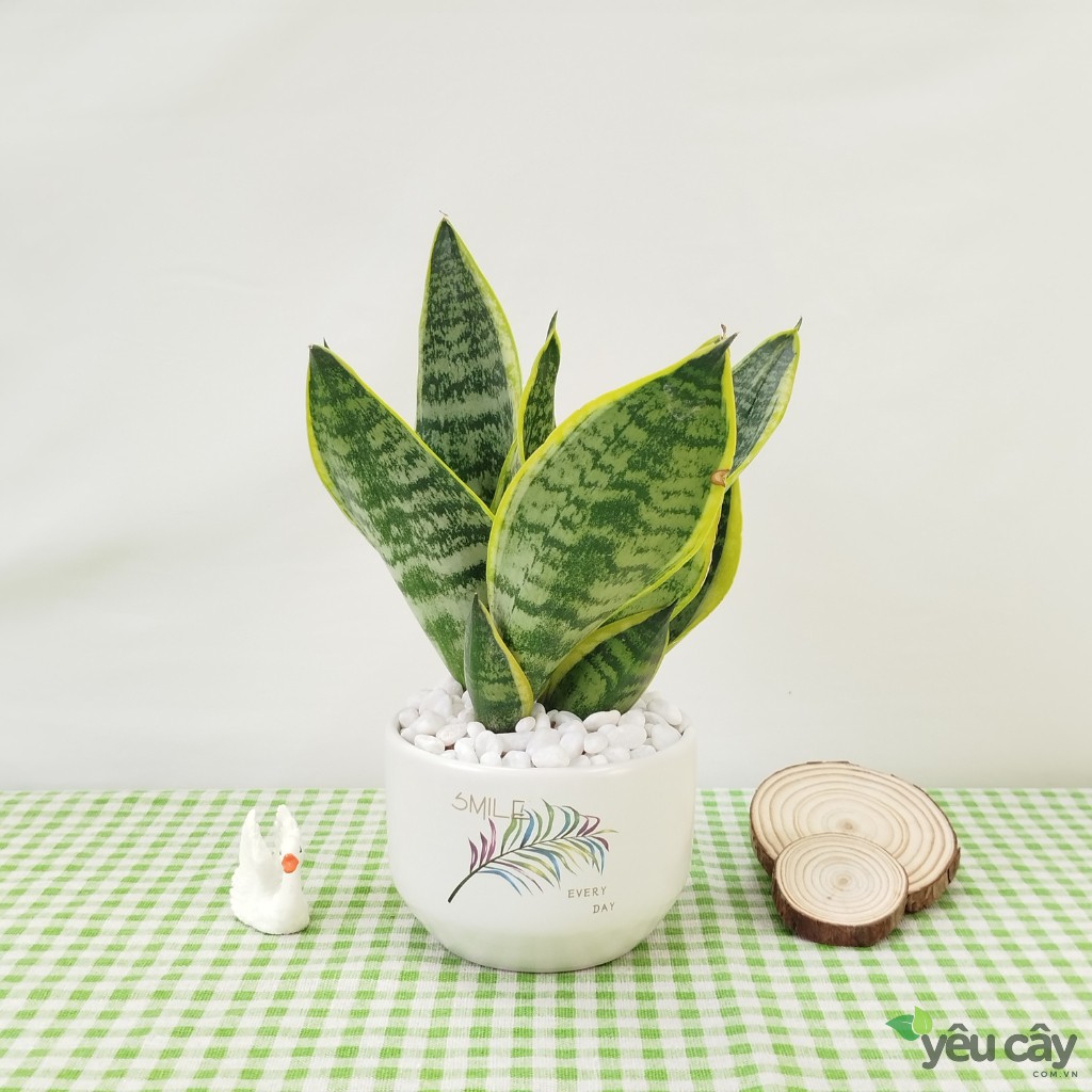 Cây Lưỡi Hổ Để Bàn