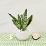 Cây Lưỡi Hổ Để Bàn