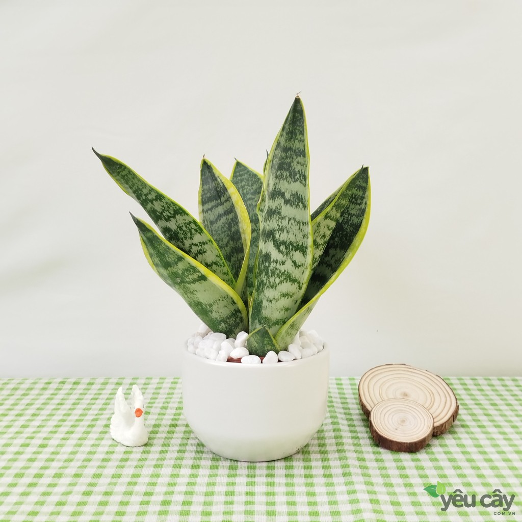 Cây Lưỡi Hổ Để Bàn