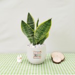 Cây Lưỡi Hổ Để Bàn