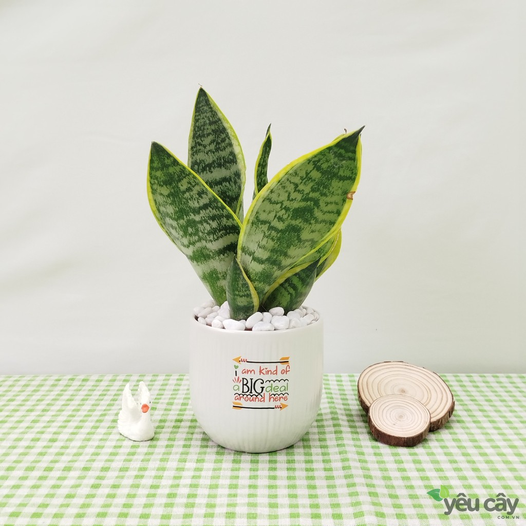 Cây Lưỡi Hổ Để Bàn