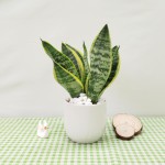 Cây Lưỡi Hổ Để Bàn