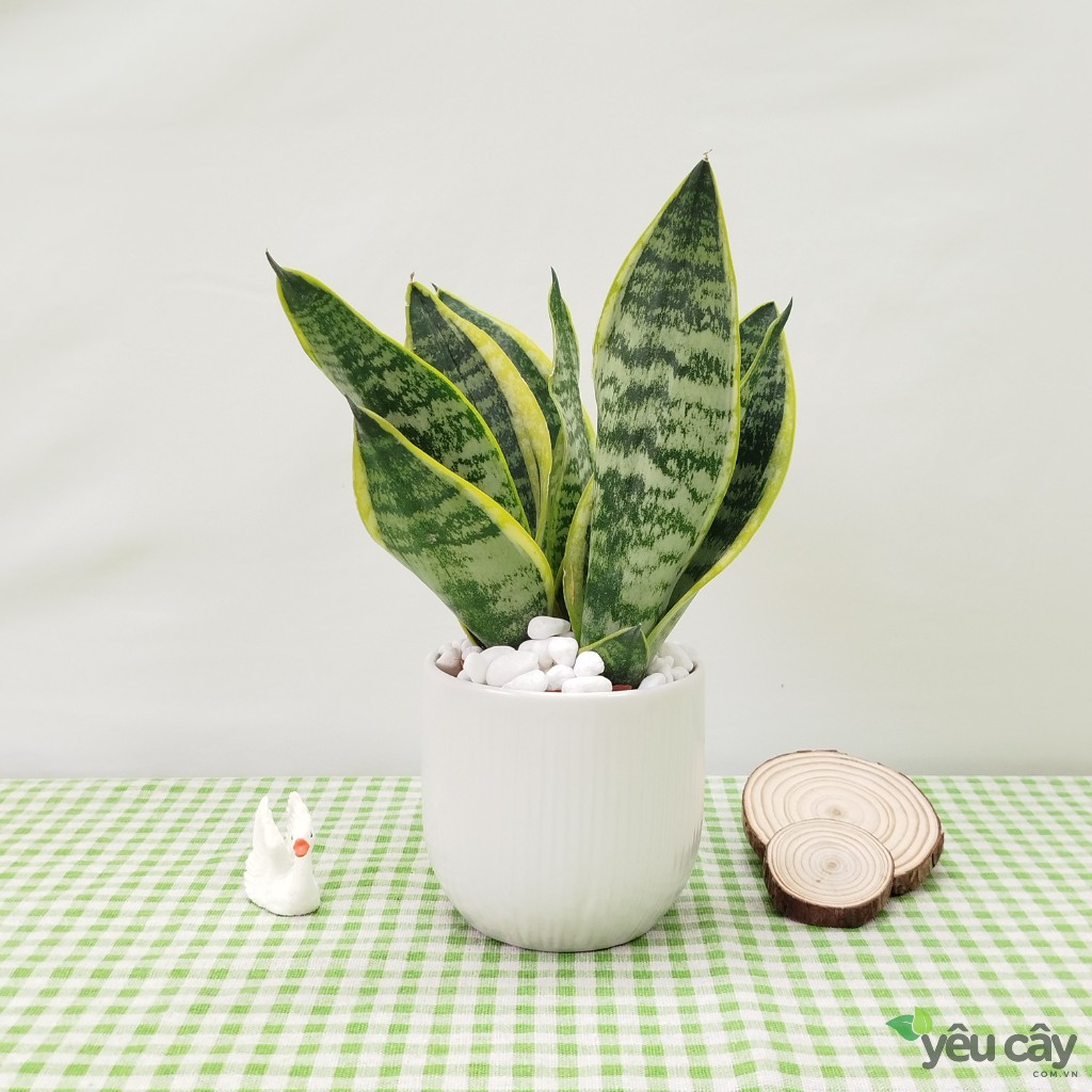 Cây Lưỡi Hổ Để Bàn