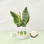 Cây Lưỡi Hổ Để Bàn