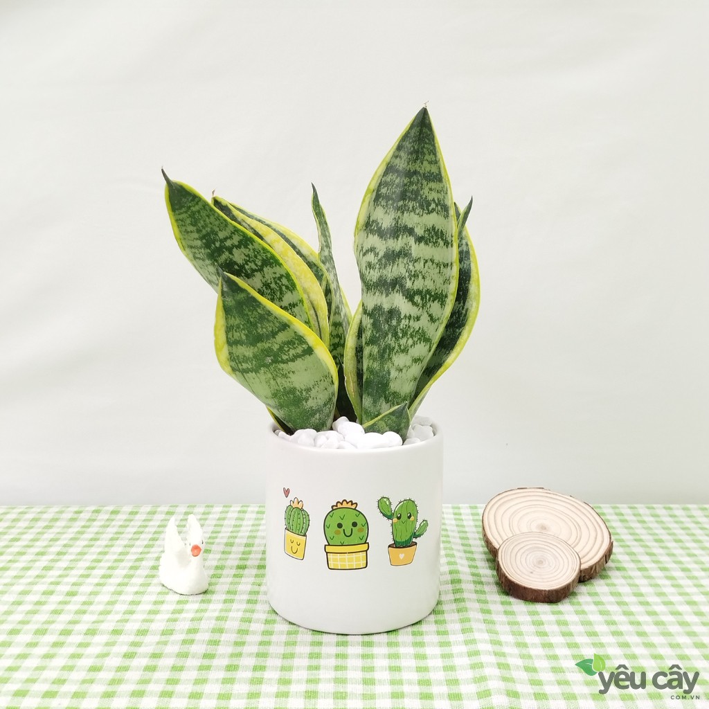 Cây Lưỡi Hổ Để Bàn