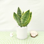 Cây Lưỡi Hổ Để Bàn