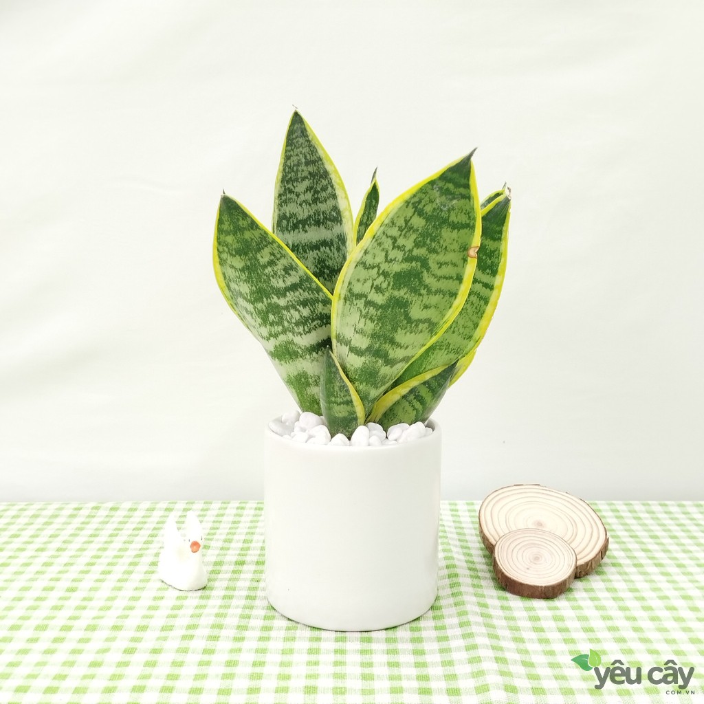 Cây Lưỡi Hổ Để Bàn