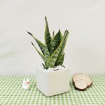 Cây Lưỡi Hổ Để Bàn