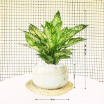 Cây Ngọc Ngân Nhỡ