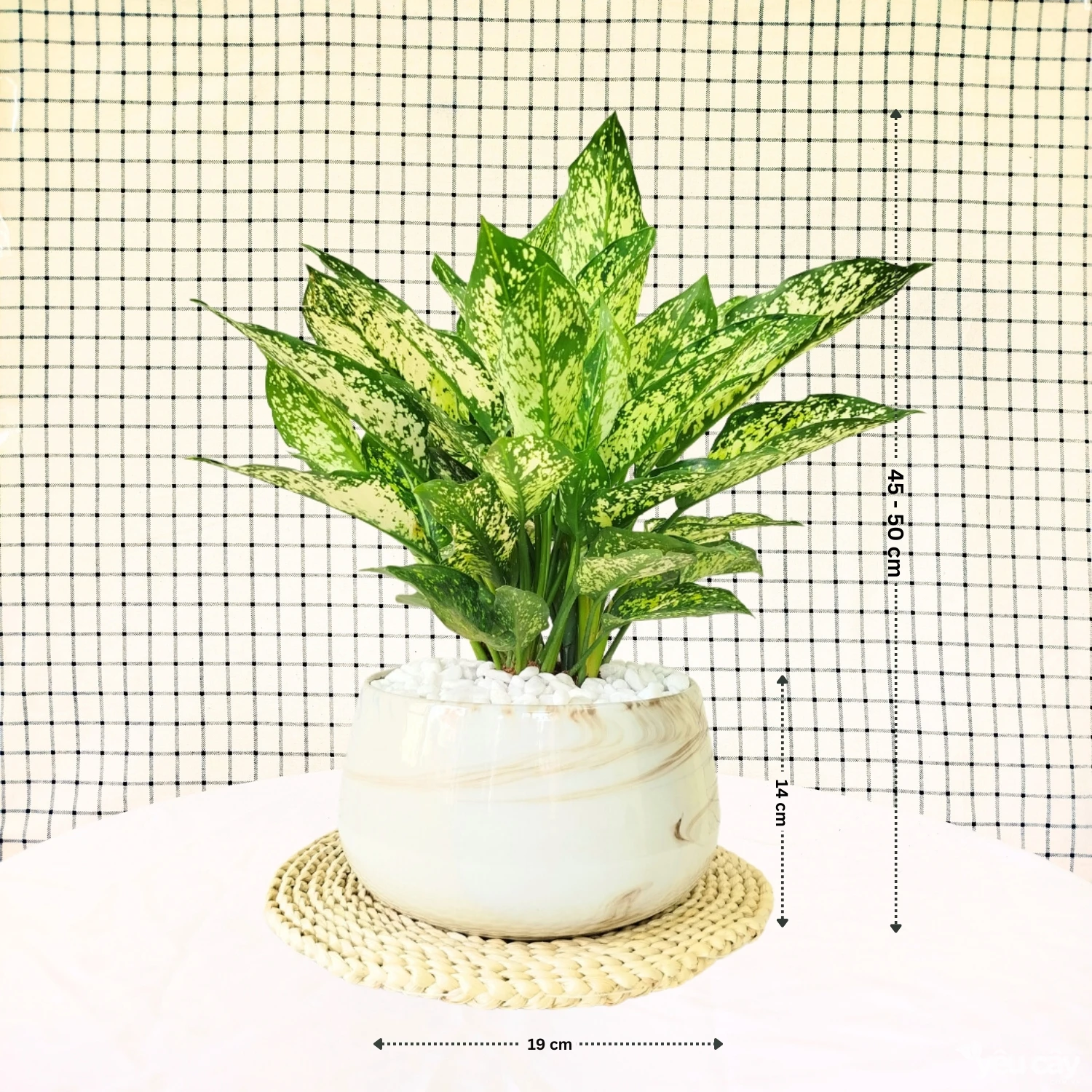 Cây Ngọc Ngân Nhỡ