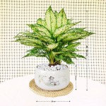 Cây Ngọc Ngân Nhỡ