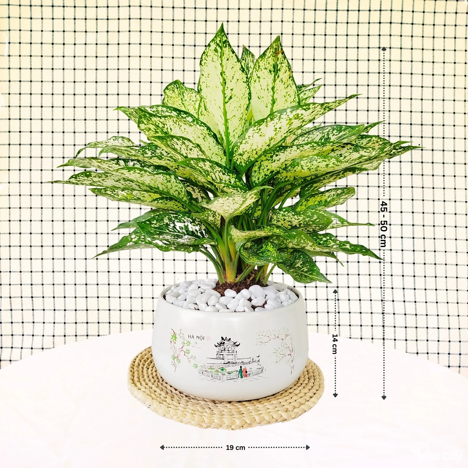 Cây Ngọc Ngân Nhỡ