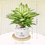 Cây Ngọc Ngân Nhỡ