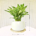 Cây Ngọc Ngân Nhỡ