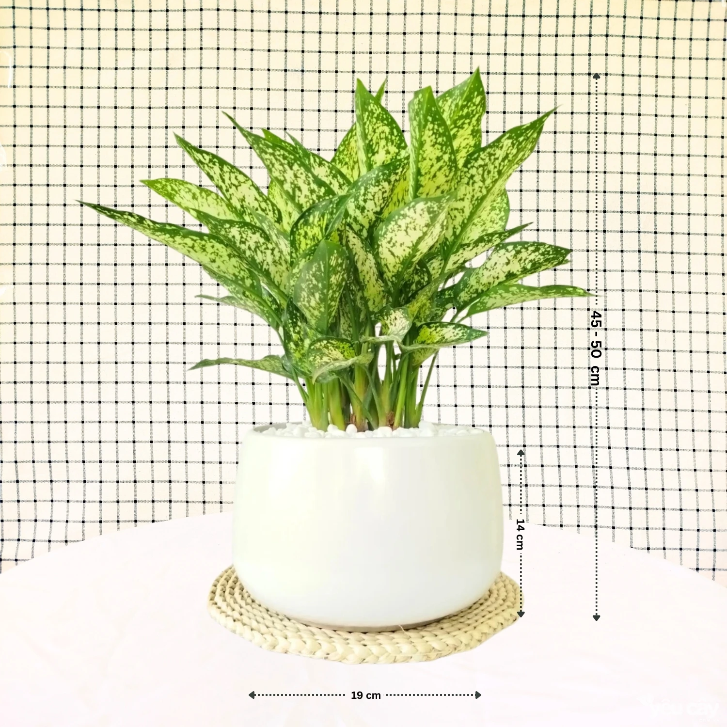 Cây Ngọc Ngân Nhỡ