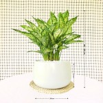 Cây Ngọc Ngân Nhỡ