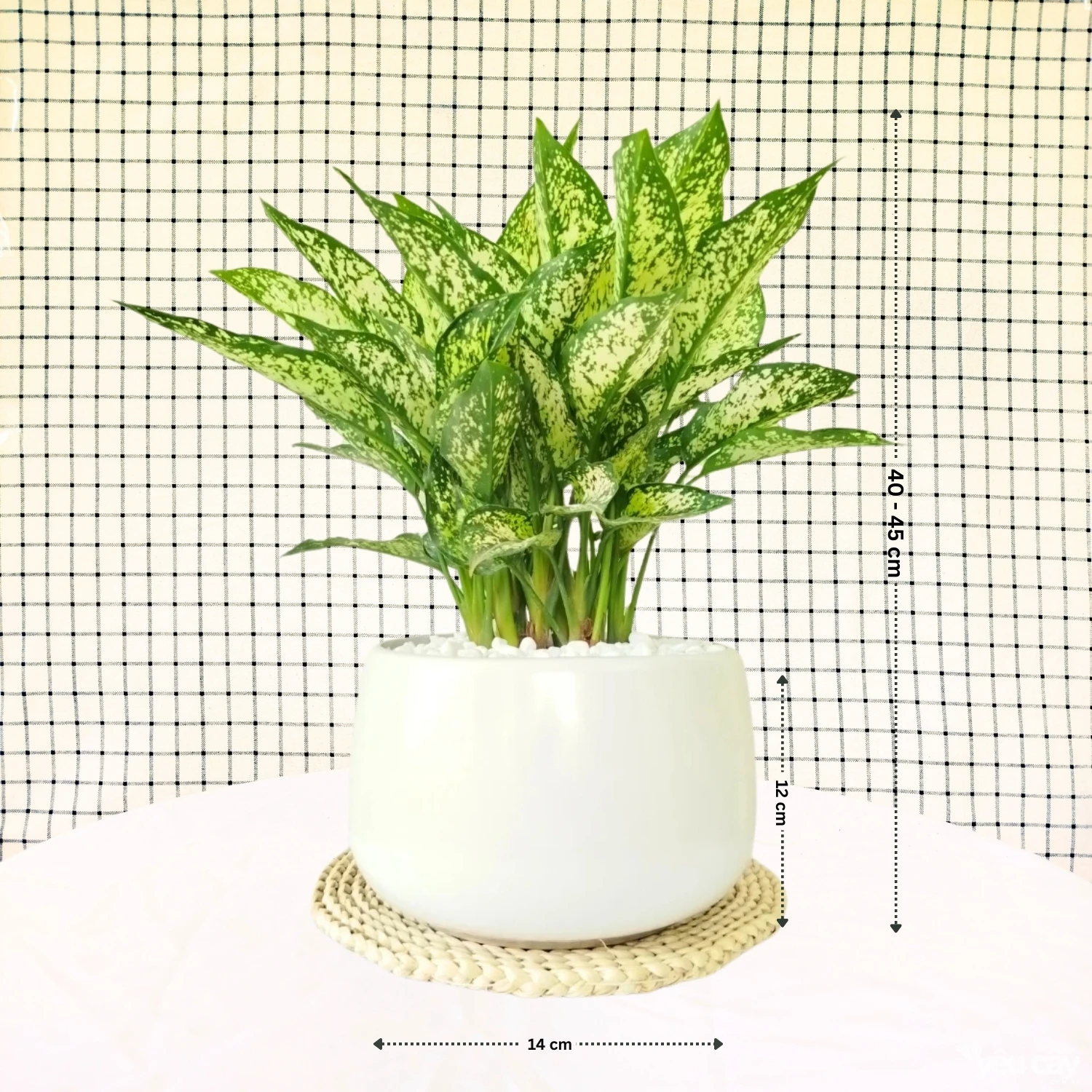 Cây Ngọc Ngân Nhỡ