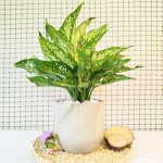 Cây Ngọc Ngân Để Bàn