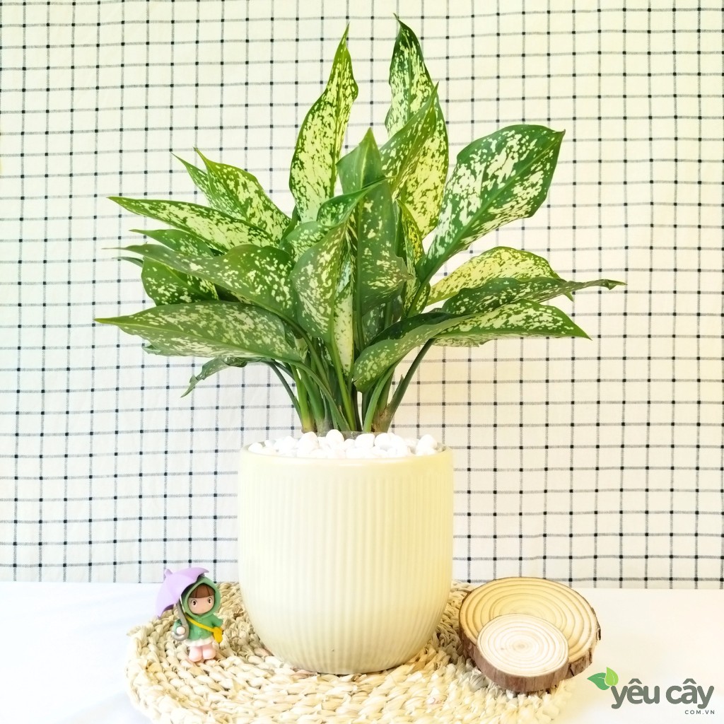 Cây Ngọc Ngân Để Bàn