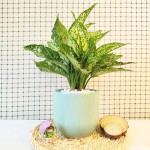 Cây Ngọc Ngân Để Bàn