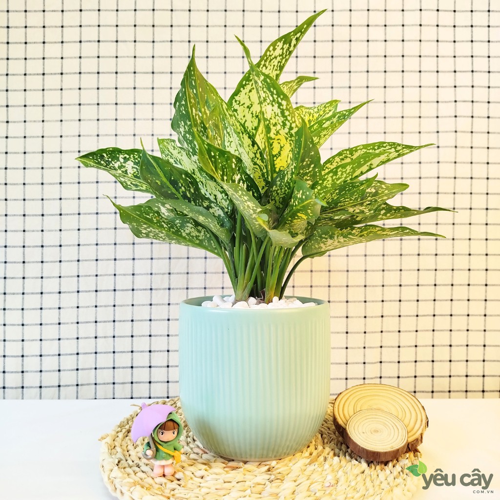 Cây Ngọc Ngân Để Bàn