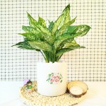 Cây Ngọc Ngân Để Bàn