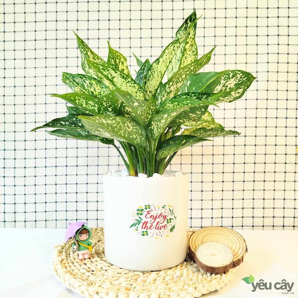 Cây Ngọc Ngân Để Bàn