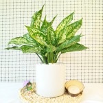 Cây Ngọc Ngân Để Bàn