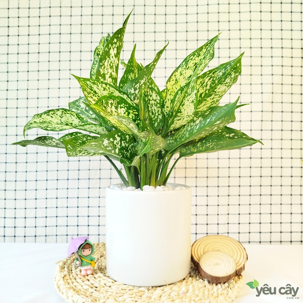 Cây Ngọc Ngân Để Bàn