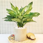 Cây Ngọc Ngân Để Bàn