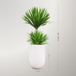 Cây Phát Tài Núi Để Sàn