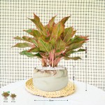 Cây Phú Quý Để Bàn