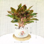 Cây Phú Quý Để Bàn